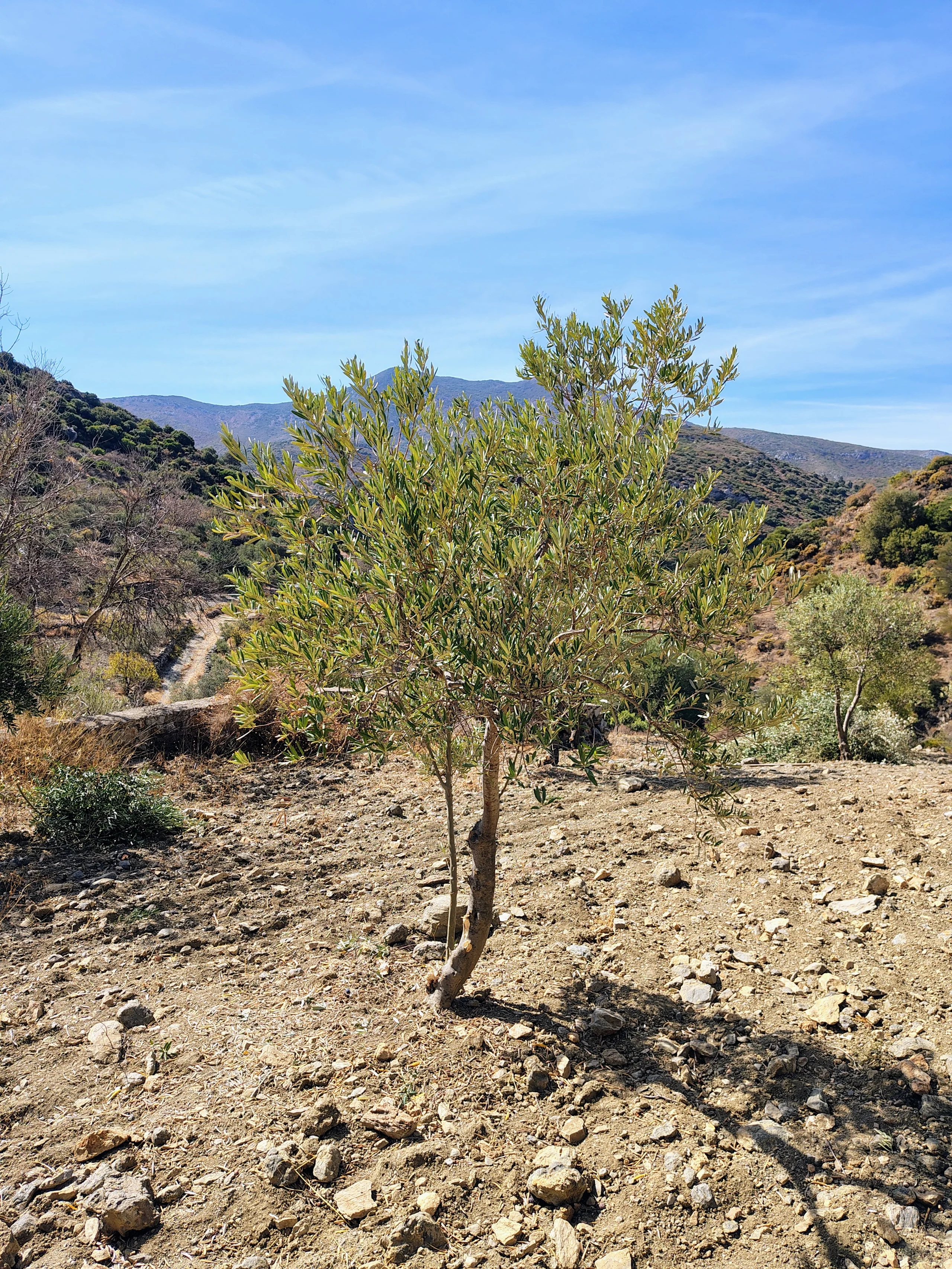 The olive tree after pruning, with its lower trunks exposed and cut branches on the ground.