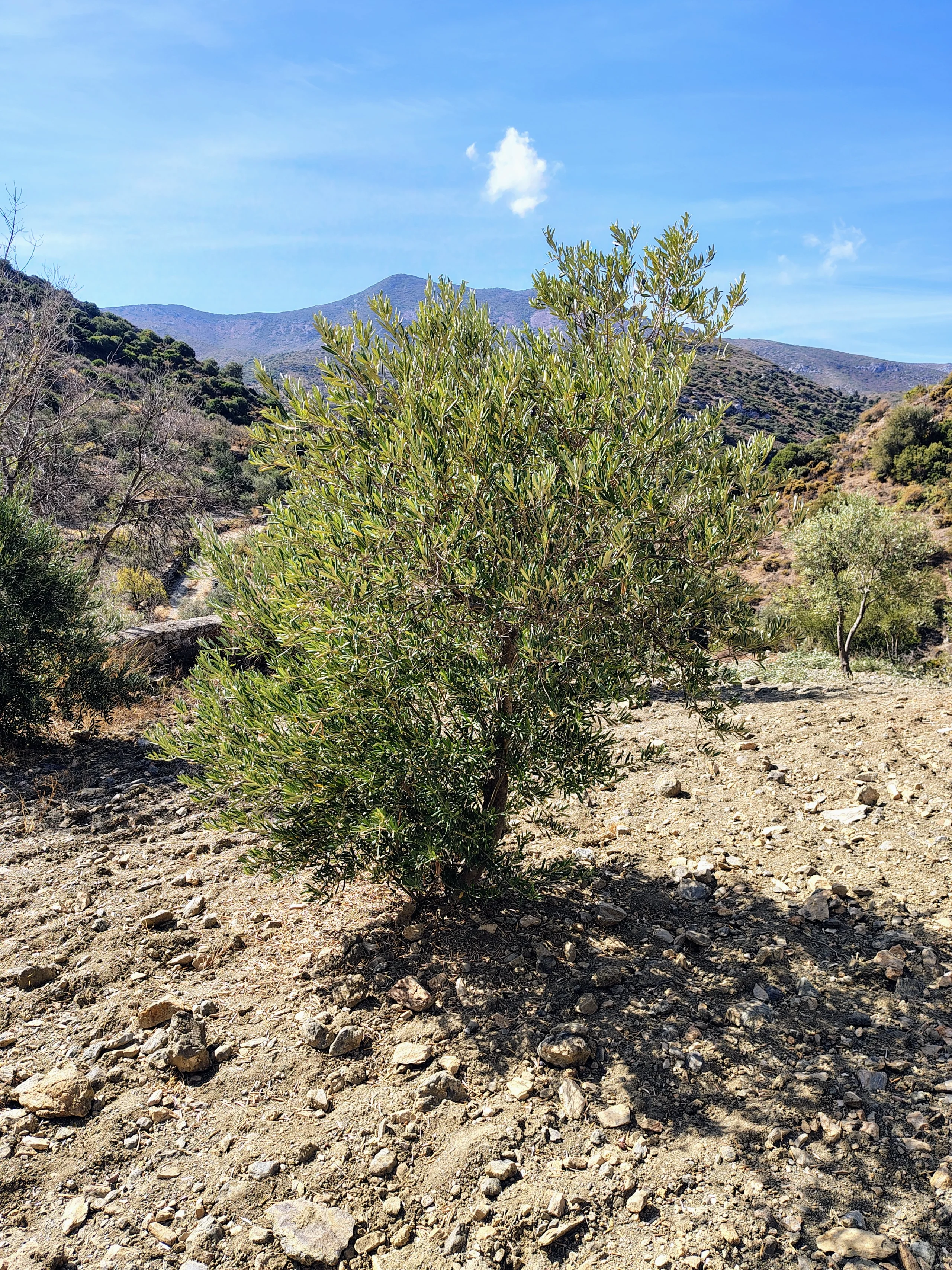 An olive tree before pruning, with dense leafy growth around the lower trunk.