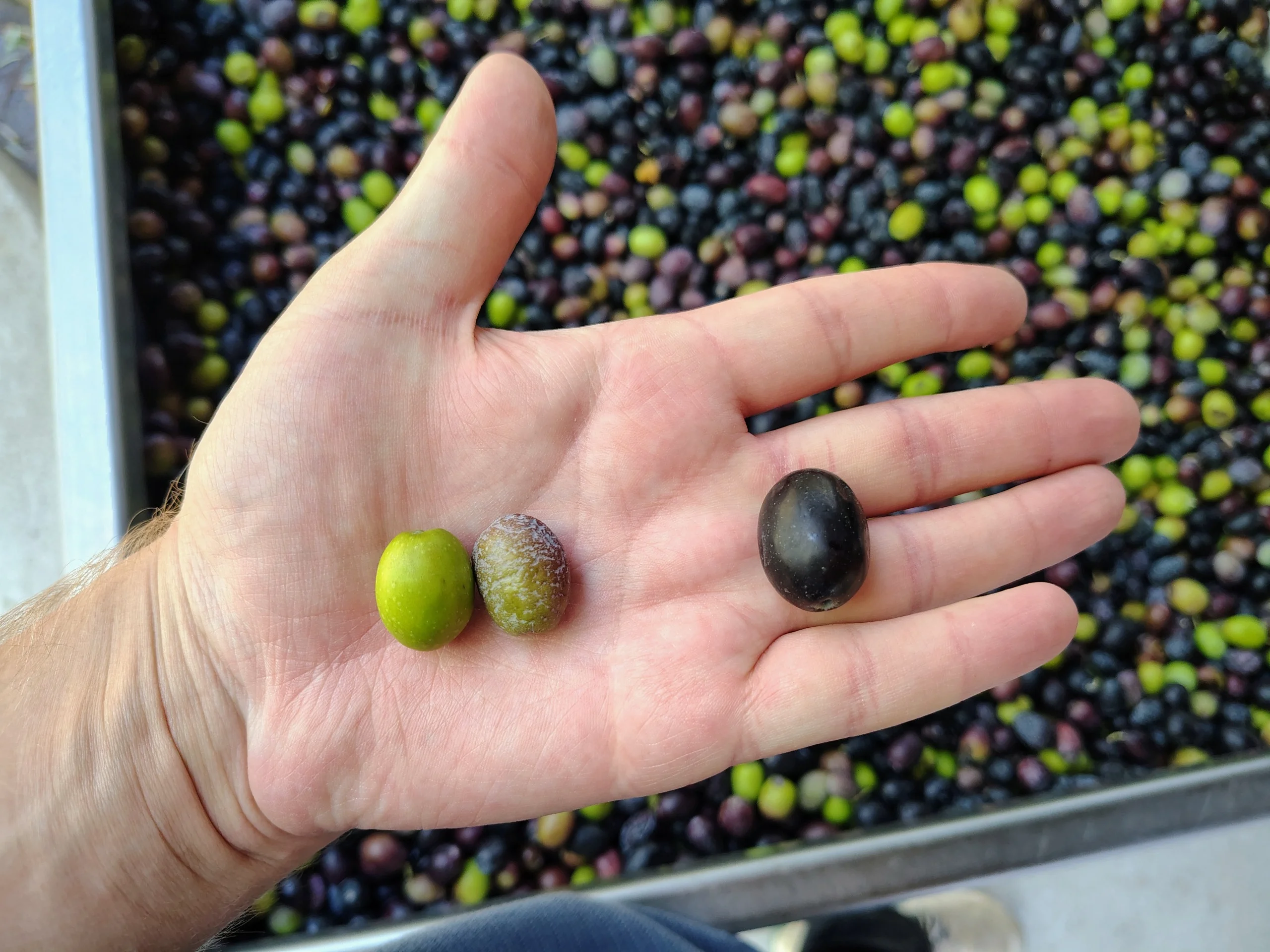 Three green, mottled purple, and dark olives resting in an open hand above a bin of harvested olives.