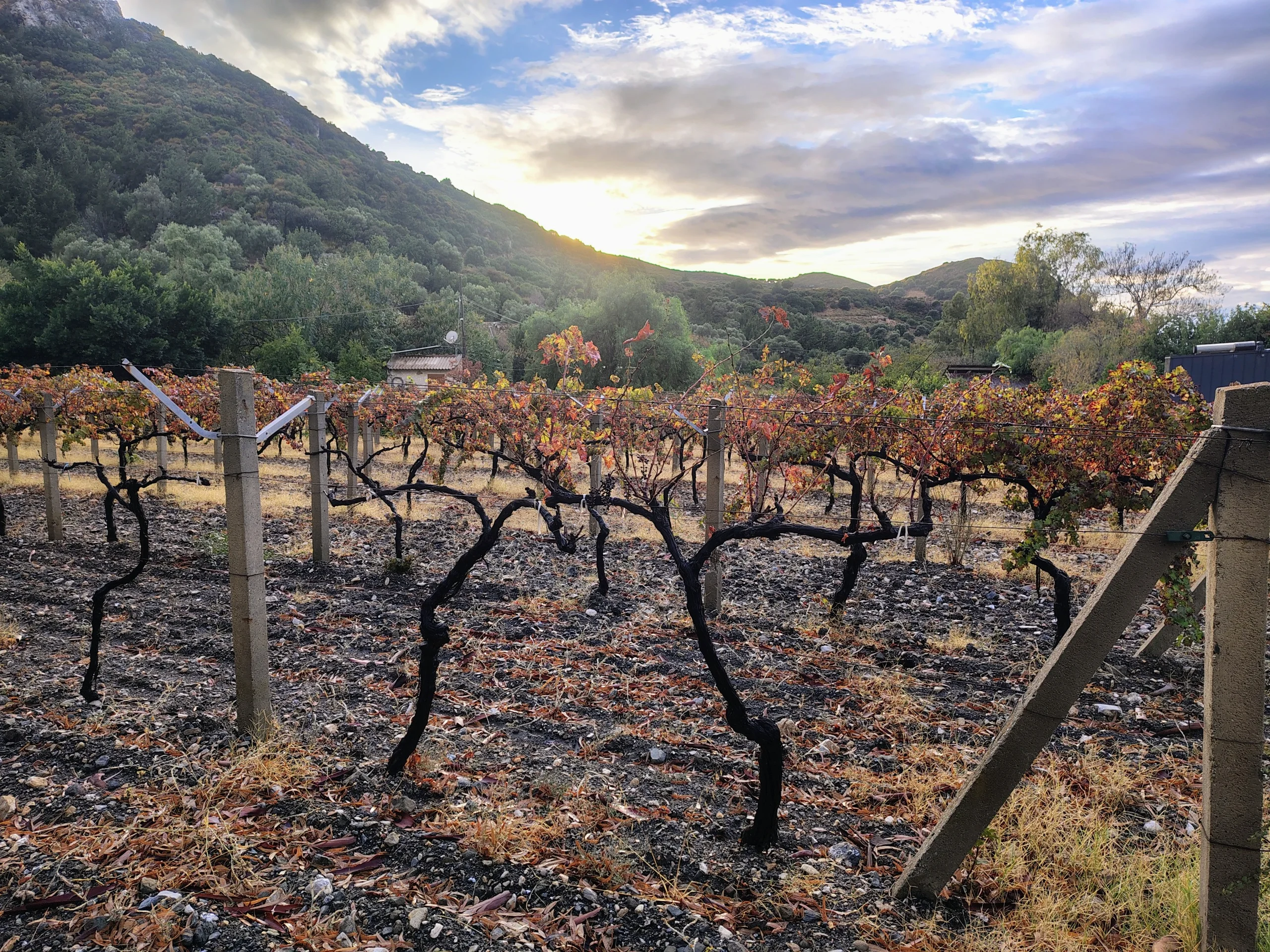 Rows of grapevines beneath a sunset sky, with wooded hills surrounding the farm.