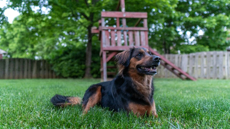 Bluegrass Dog