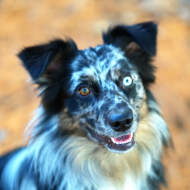 Dichotomy Dog
