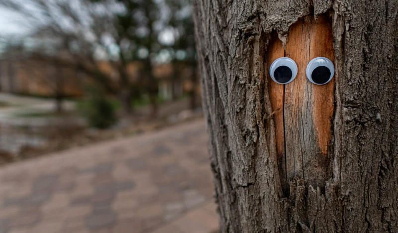 Forest Friend
